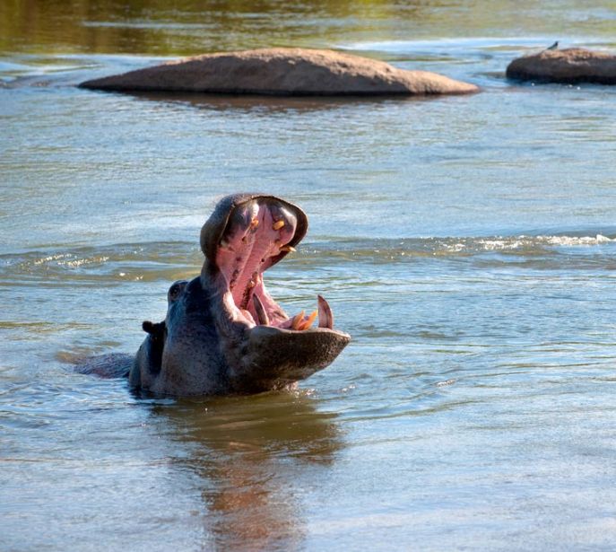 Lion Sands Game Reserve | Kruger National Park, South Africa | AlwaysPacked