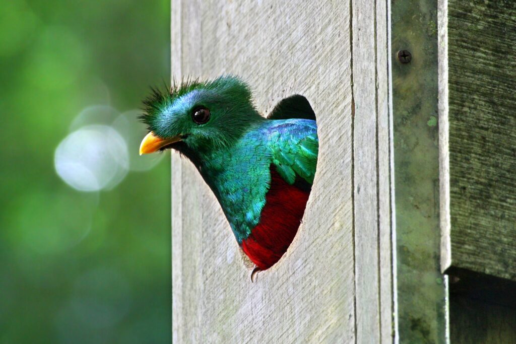 Costa Rica Bird Conservation