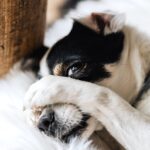 Hotels that Allow Dogs
