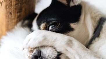 Hotels that Allow Dogs