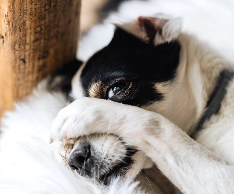 Hotels that Allow Dogs