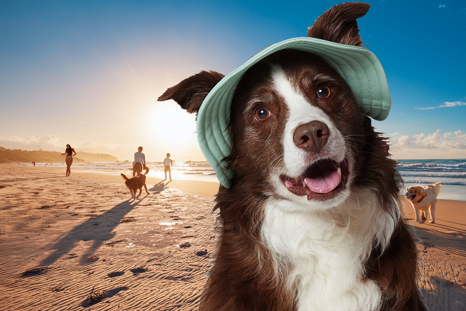 Huntington Dog Beach 