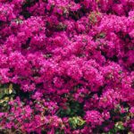 Pergola Algarve Retreat Bougainvillea