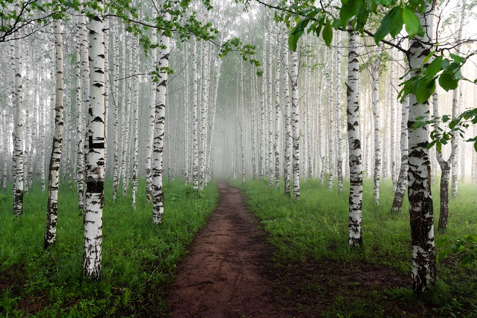 forest bathing