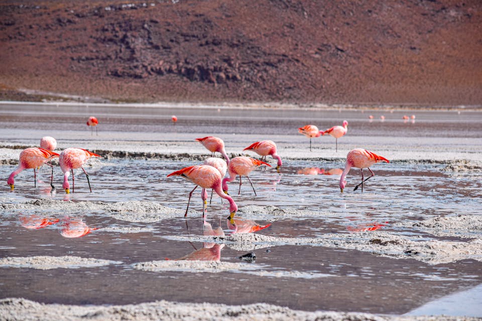 Bolivia Salt Flat Flamingos