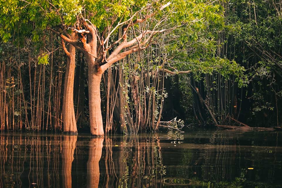 Amazon River