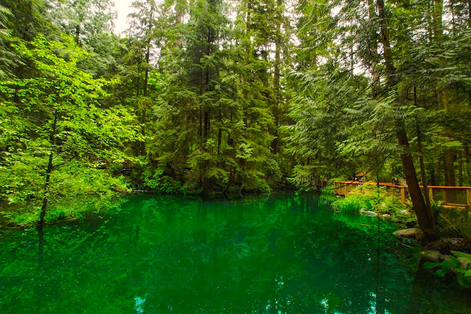 forest bathing