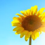 summer sunflower