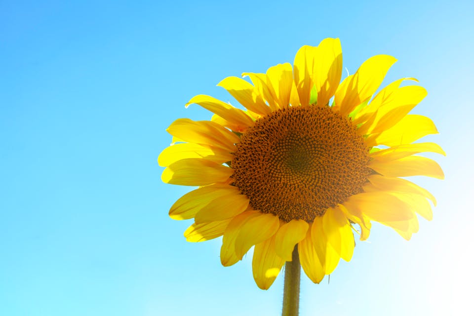 summer sunflower
