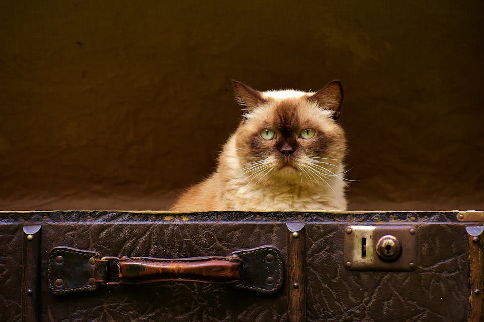Cat Travel