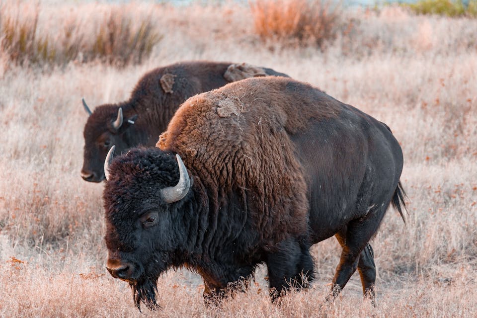Bison