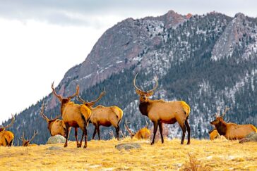 Elk